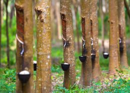 Comex Natural Tubber